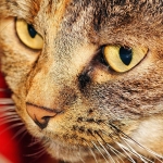 Are You Planning To Adopt A Cat? Here Is What You Need To Know
