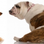 4 Ways to Fight Weight Loss in Dogs