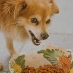 Seven Simple Tricks to Get Your Dog to Eat